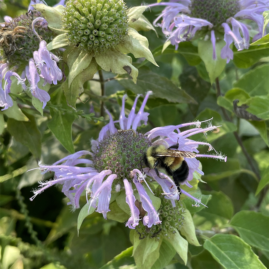 Chasing bumble bees on a patch of prairie